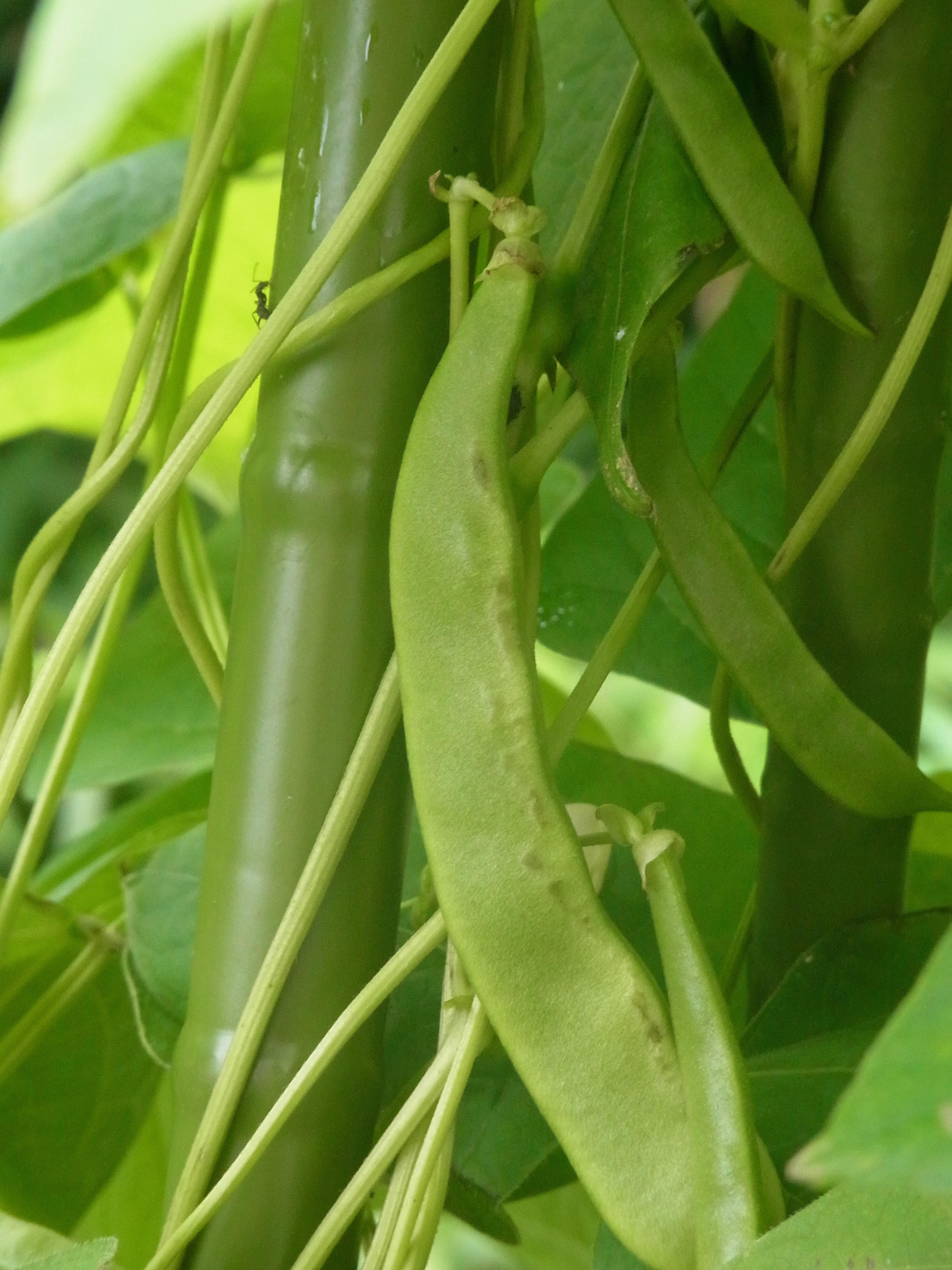 モロッコ インゲン