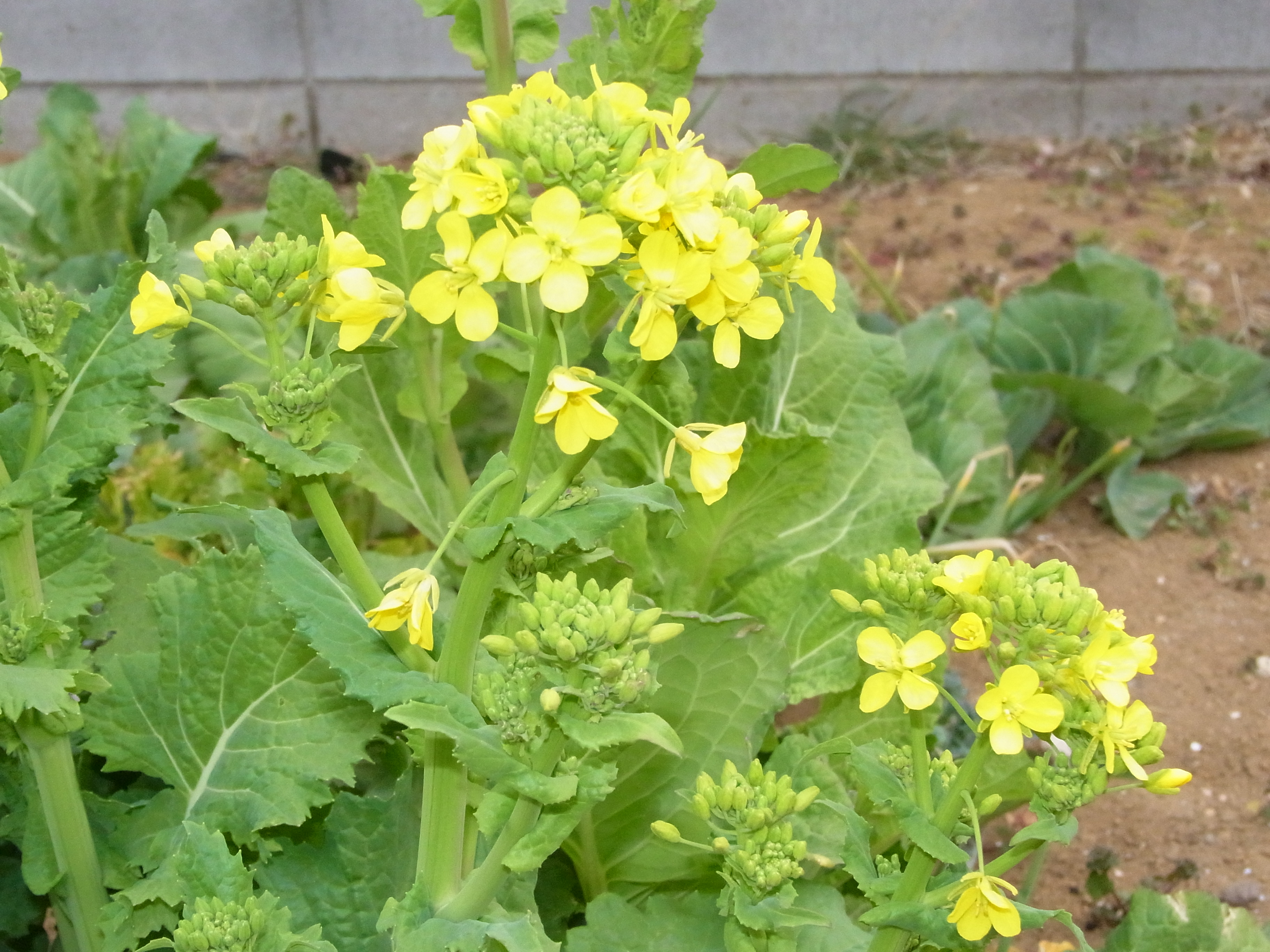 春を告げる菜の花 天ぷらにして味わう つれづれの庵